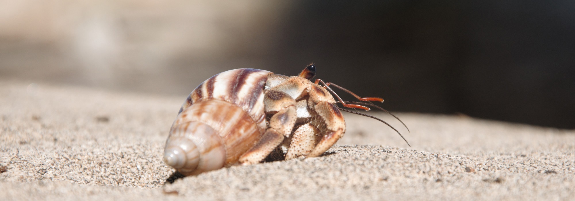 Excursion Nosy Iranja